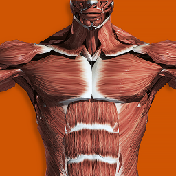 دانلود Muscular System 3D (anatomy)