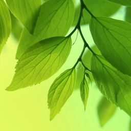 دانلود Leaf Live Wallpaper