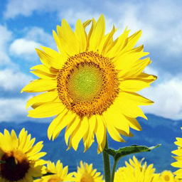 دانلود Sunflower Live Wallpaper