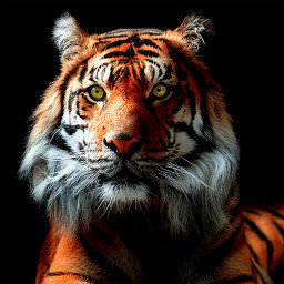 دانلود Tiger Wallpapers | Cool tigers