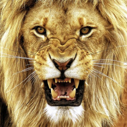 دانلود Lion Wallpapers