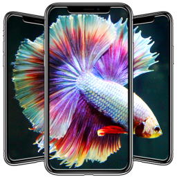 دانلود Betta Fish Wallpapers