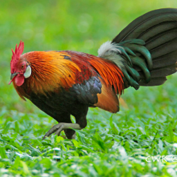 دانلود Red junglefowl sounds