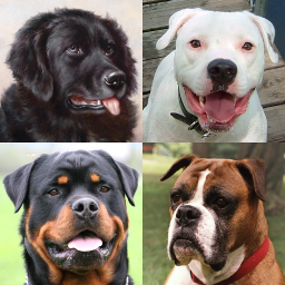 دانلود Dogs Quiz - Guess All Breeds!