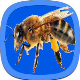 آموزش جامع پرورش زنبور عسل