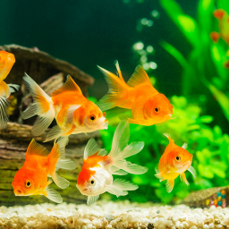 دانلود Fish On Screen 3D Wallpaper