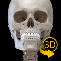 دانلود Skeleton | 3D Anatomy