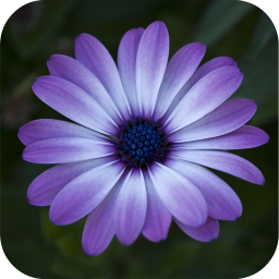 دانلود Flower Wallpaper