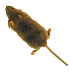 دانلود Mouse simulator: game for cat دانلود Mouse simulator: game for cat