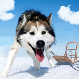 دانلود Alaskan Malamute Simulator