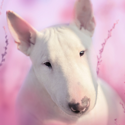 دانلود Bull Terrier Simulator