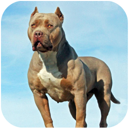 دانلود Pitbull Dog Simulator