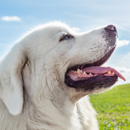 دانلود Tatra Sheepdog Simulator