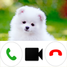 دانلود Pomeranian Dog Video Call Simu