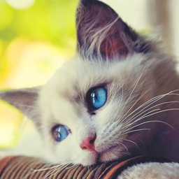 دانلود Talking Cat