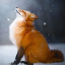 دانلود Talking Fox