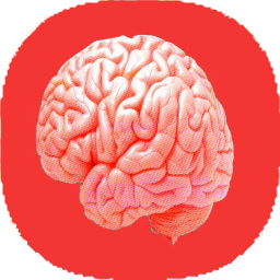 نکات آناتومی مغز و اعصاب