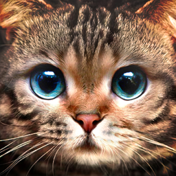 دانلود Kitty Cat Live Wallpaper