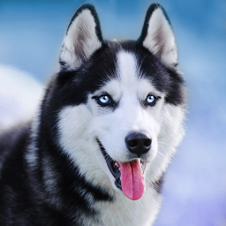 دانلود Talking Siberian Husky