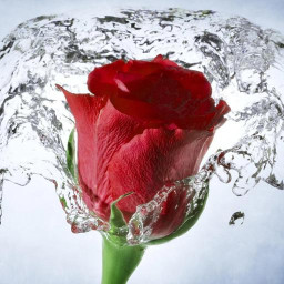 دانلود Rose wallpaper: Rosely دانلود Rose wallpaper: Rosely