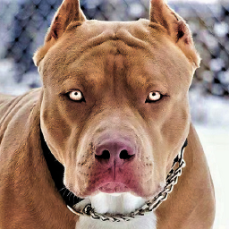 دانلود Pitbull Wallpaper HD