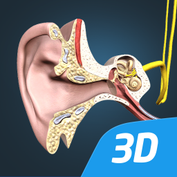 دانلود The mechanism of hearing 3D