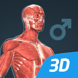 Human body (male) 3D scene
