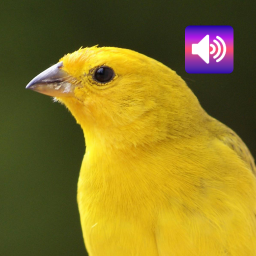 دانلود Canary: Sounds & Ringtones