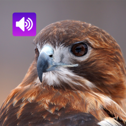دانلود Hawk: Sounds & Ringtones