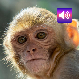 دانلود Monkey: Sounds & Ringtones