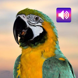 دانلود Parrot: Sounds & Ringtones