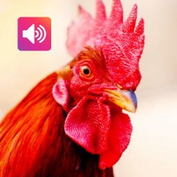 دانلود Rooster Sound: Ringtone, Alarm