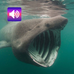 دانلود Scary: Sounds & Ringtones