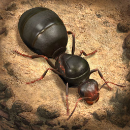 دانلود The Ants: Underground Kingdom