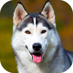 دانلود Husky Dog Wallpaper 2025