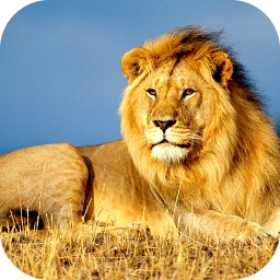 دانلود Lion Wallpaper 2025