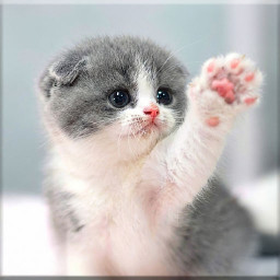 دانلود Cat Wallpapers HD Cute