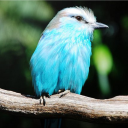 دانلود Bird Identification