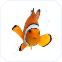 دانلود Fish Live Wallpaper Theme HD