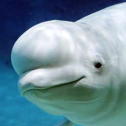 دانلود The Beluga Whale