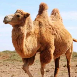 دانلود The Camel