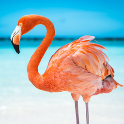 دانلود The Flamingo
