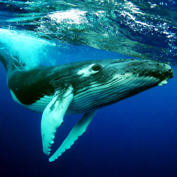 دانلود The Humpback Whales دانلود The Humpback Whales