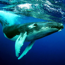 دانلود The Humpback Whales