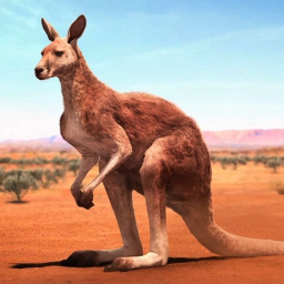 دانلود The Kangaroo دانلود The Kangaroo