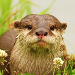دانلود The Otter دانلود The Otter