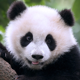دانلود The Panda دانلود The Panda