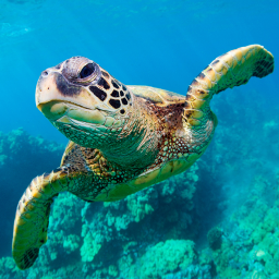 دانلود The Turtle