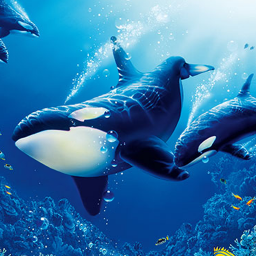 دانلود The Killer Whale