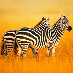 دانلود The Zebra